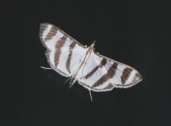 /filer/webapps/moths/media/images/P/phenice_Zebronia_A_Roland_06.jpg