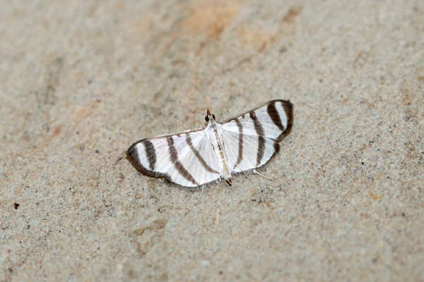/filer/webapps/moths/media/images/P/phenice_Zebronia_A_Voaden.jpg