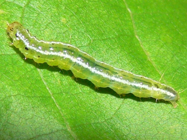 /filer/webapps/moths/media/images/P/phenice_Zebronia_C_Goff.jpg