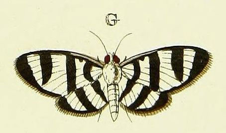 /filer/webapps/moths/media/images/P/phenice_Zebronia_Cramer4_382_G.jpg
