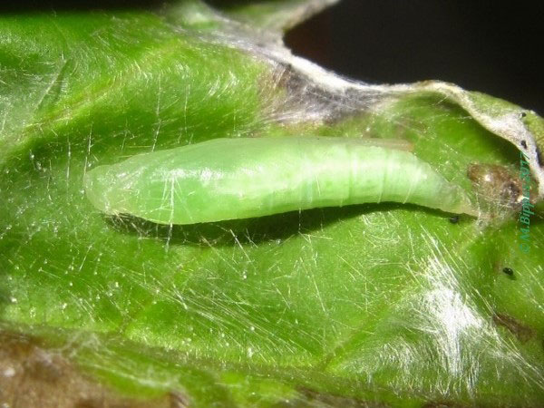 /filer/webapps/moths/media/images/P/phenice_Zebronia_P_Bippus.jpg