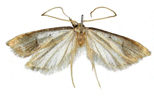 /filer/webapps/moths/media/images/P/phiarella_Eridachtha_HT_NHMUK.jpg