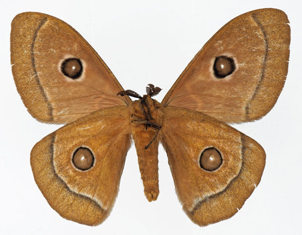 /filer/webapps/moths/media/images/P/phidias_Bunaeopsis_AM_Basquinb.jpg