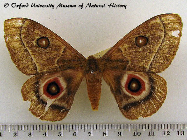 /filer/webapps/moths/media/images/P/phidias_Bunaeopsis_A_OUMNH.jpg