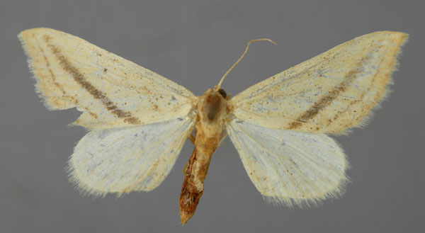 /filer/webapps/moths/media/images/P/philaearia_Pseudosterrha_A_ZSM_01.jpg