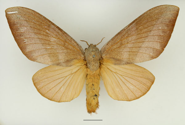 /filer/webapps/moths/media/images/P/philargyria_Pachytrina_AF_Basquin_01.jpg