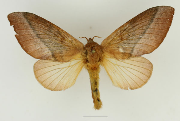 /filer/webapps/moths/media/images/P/philargyria_Pachytrina_AF_Basquin_02.jpg