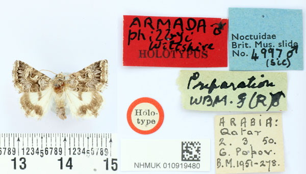 /filer/webapps/moths/media/images/P/philbyi_Armada_HT_BMNH.jpg