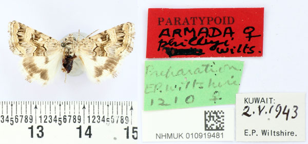 /filer/webapps/moths/media/images/P/philbyi_Armada_PT_BMNH.jpg
