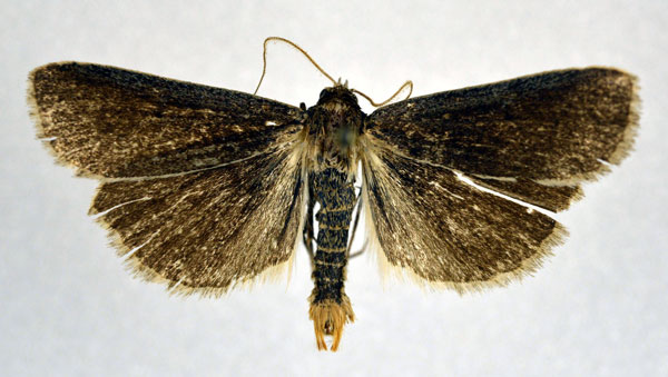 /filer/webapps/moths/media/images/P/philbyi_Tathorhynchus_AM_NHMO.jpg