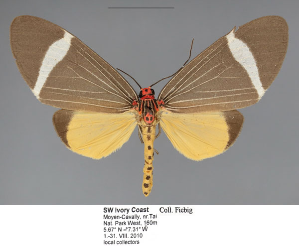 /filer/webapps/moths/media/images/P/phileta_Caryatis_AM_Fiebig.jpg