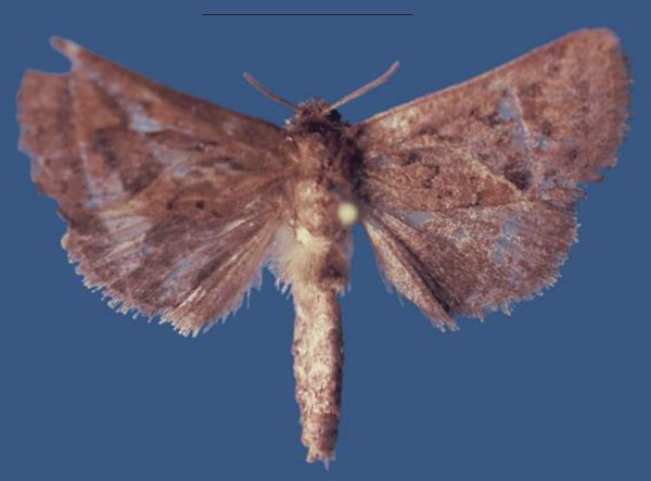 /filer/webapps/moths/media/images/P/philipokwaroi_Kayamuhakaia_HT_RMCA.jpg