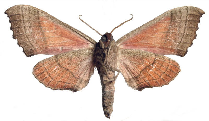 /filer/webapps/moths/media/images/P/philippei_Rufoclanis_HT_EMEMb.jpg