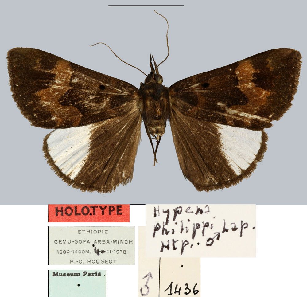 /filer/webapps/moths/media/images/P/philippi_Hypena_HT_MNHN.jpg