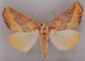 /filer/webapps/moths/media/images/P/philocydes_Terpnostola_HT_BMNH.jpg