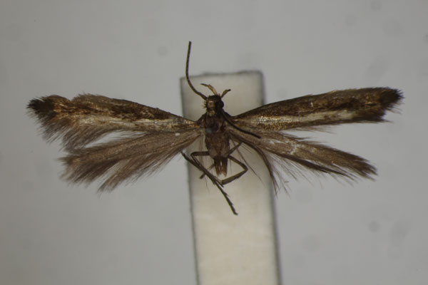 /filer/webapps/moths/media/images/P/philorites_Epermenia_HT_BMNH.jpg