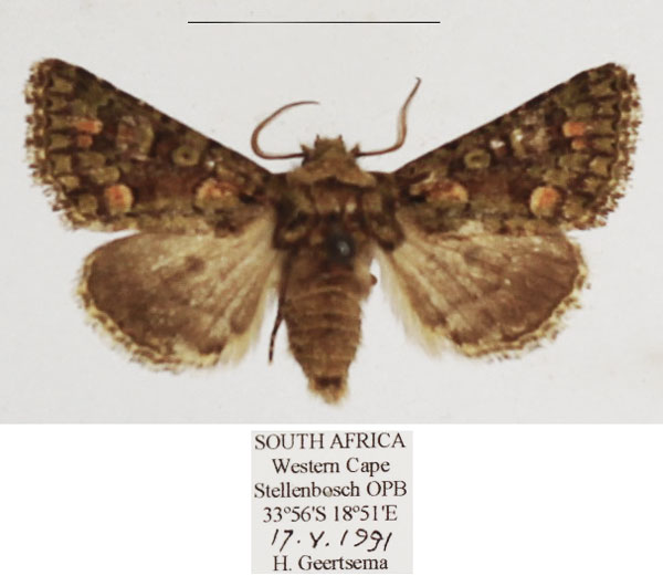 /filer/webapps/moths/media/images/P/philoxalis_Klugeana_AF_TMSA.jpg