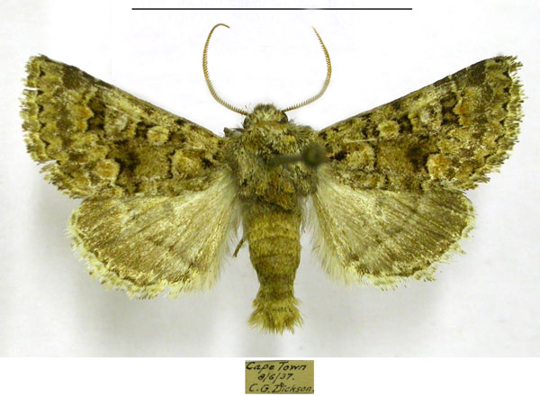 /filer/webapps/moths/media/images/P/philoxalis_Klugeana_AM_TMSA.jpg