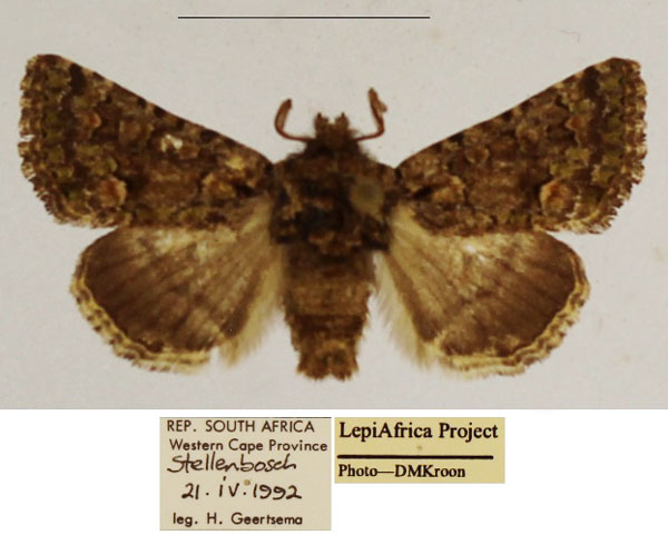 /filer/webapps/moths/media/images/P/philoxalis_Klugeana_AM_TMSA_01.jpg