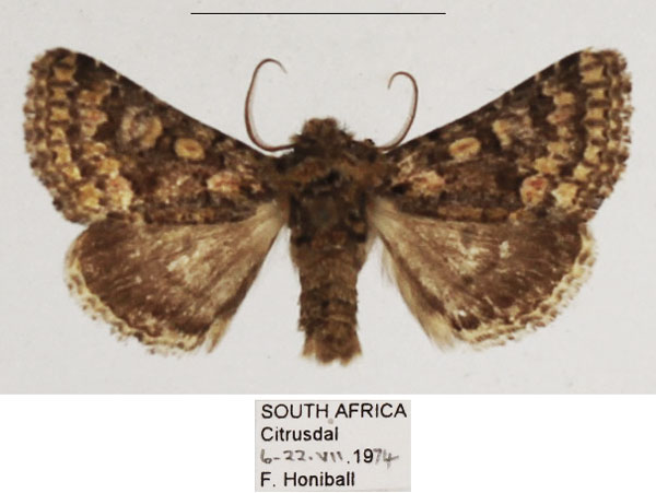 /filer/webapps/moths/media/images/P/philoxalis_Klugeana_AM_TMSA_03.jpg