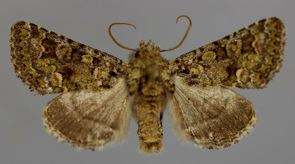 /filer/webapps/moths/media/images/P/philoxalis_Klugeana_A_RMCA_01.jpg