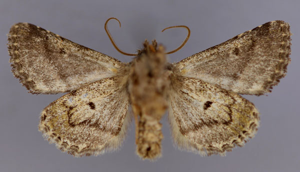 /filer/webapps/moths/media/images/P/philoxalis_Klugeana_A_RMCA_02.jpg