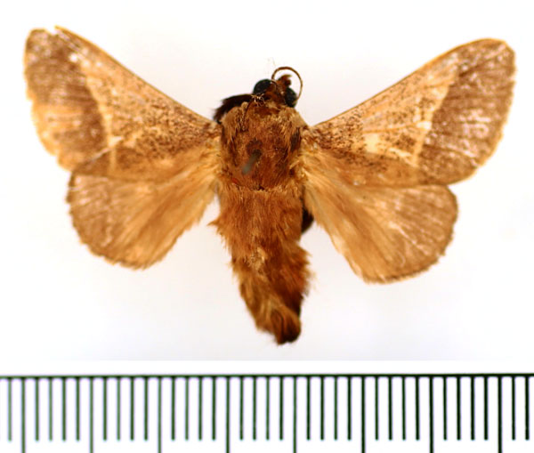 /filer/webapps/moths/media/images/P/phlebodes_Latoia_AF_BMNH.jpg