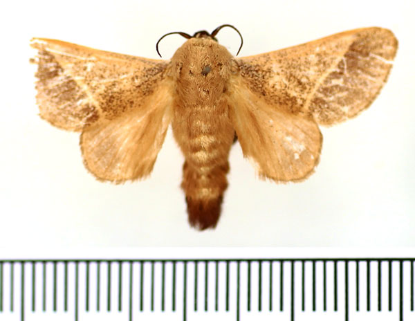 /filer/webapps/moths/media/images/P/phlebodes_Latoia_AM_BMNH.jpg