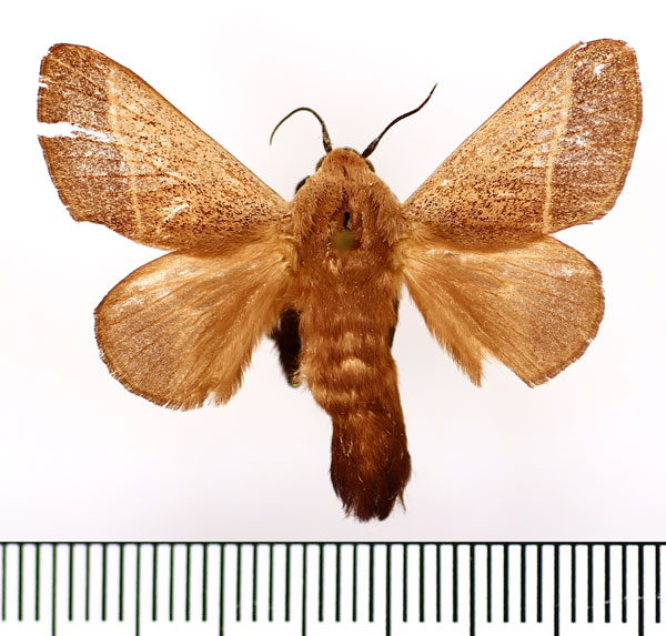 /filer/webapps/moths/media/images/P/phlebodes_Latoia_AM_BMNH_01.jpg