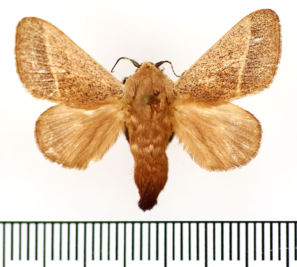 /filer/webapps/moths/media/images/P/phlebodes_Latoia_AM_BMNH_02.jpg