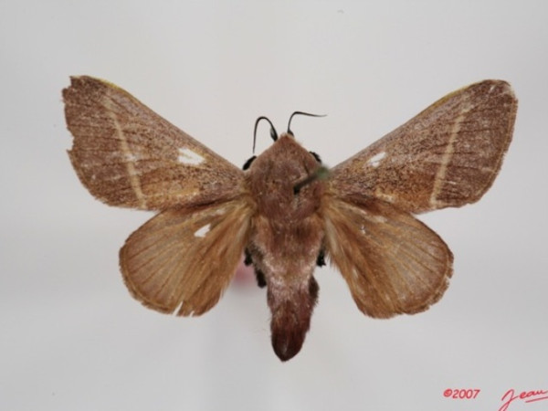 /filer/webapps/moths/media/images/P/phlebodes_Latoia_A_Albert.JPG