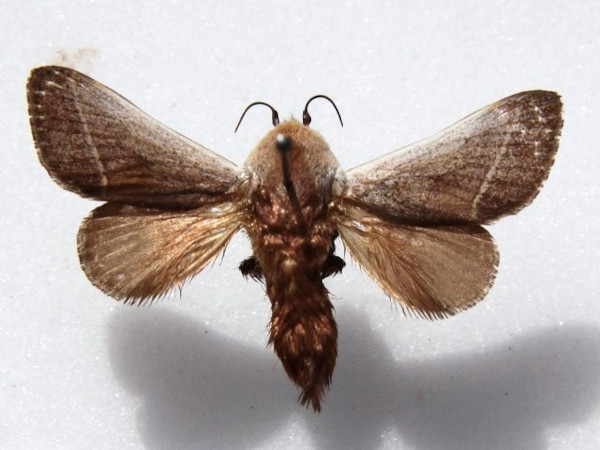/filer/webapps/moths/media/images/P/phlebodes_Latoia_A_Goff.JPG