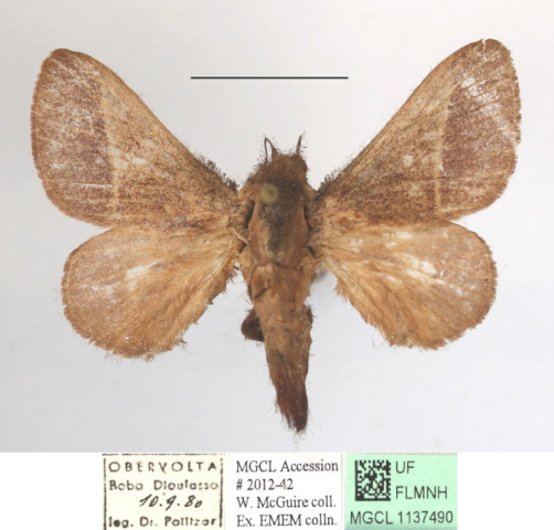 /filer/webapps/moths/media/images/P/phlebodes_Latoia_A_MGCLa_01.JPG