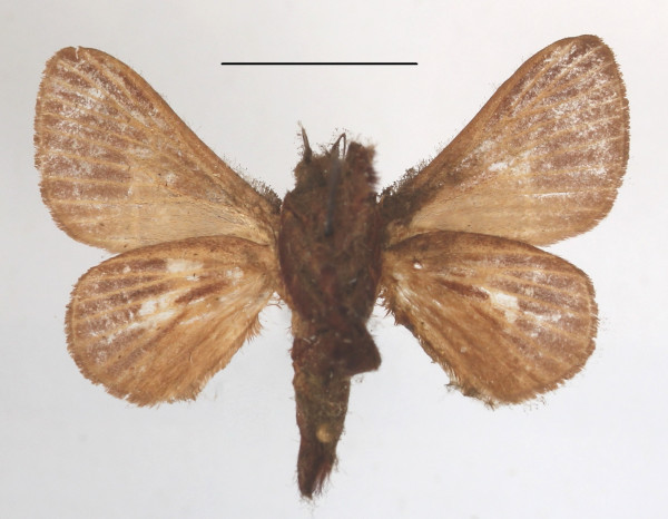 /filer/webapps/moths/media/images/P/phlebodes_Latoia_A_MGCLb_01.JPG