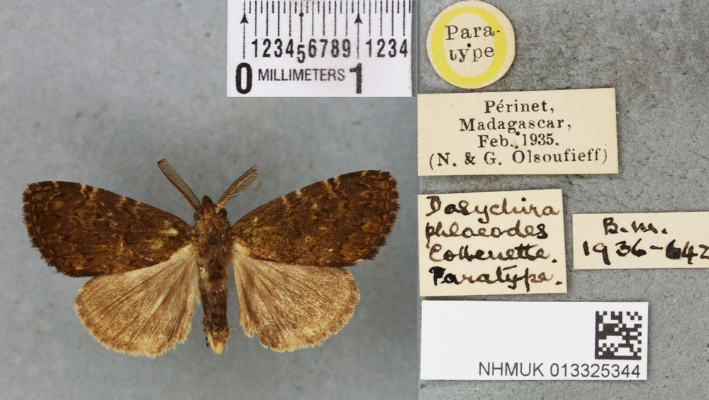 /filer/webapps/moths/media/images/P/phloeodes_Dasychira_PTM_BMNH_01a.jpg