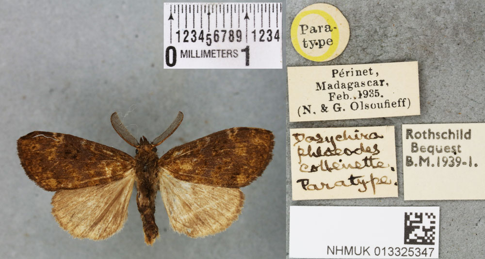 /filer/webapps/moths/media/images/P/phloeodes_Dasychira_PTM_BMNH_02a.jpg