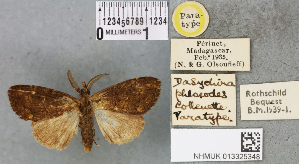 /filer/webapps/moths/media/images/P/phloeodes_Dasychira_PTM_BMNH_03a.jpg