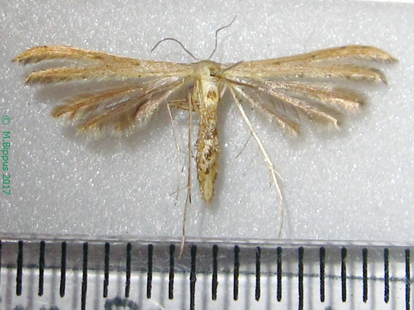 /filer/webapps/moths/media/images/P/phlyctaenias_Exelastis_AF_Bippus_01.jpg