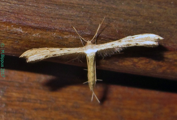 /filer/webapps/moths/media/images/P/phlyctaenias_Exelastis_AF_Bippus_02.jpg