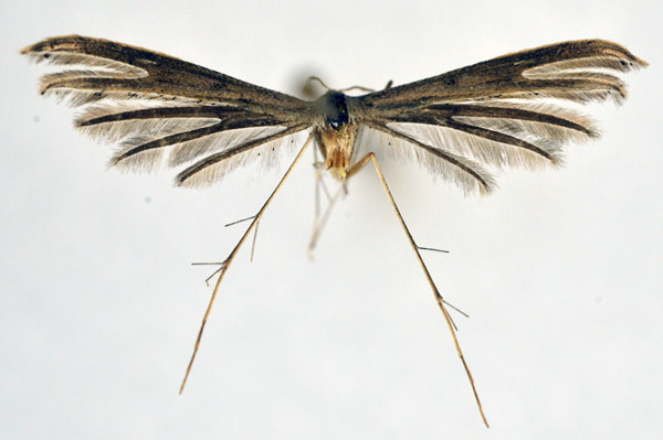 /filer/webapps/moths/media/images/P/phlyctaenias_Exelastis_A_NHMO.jpg