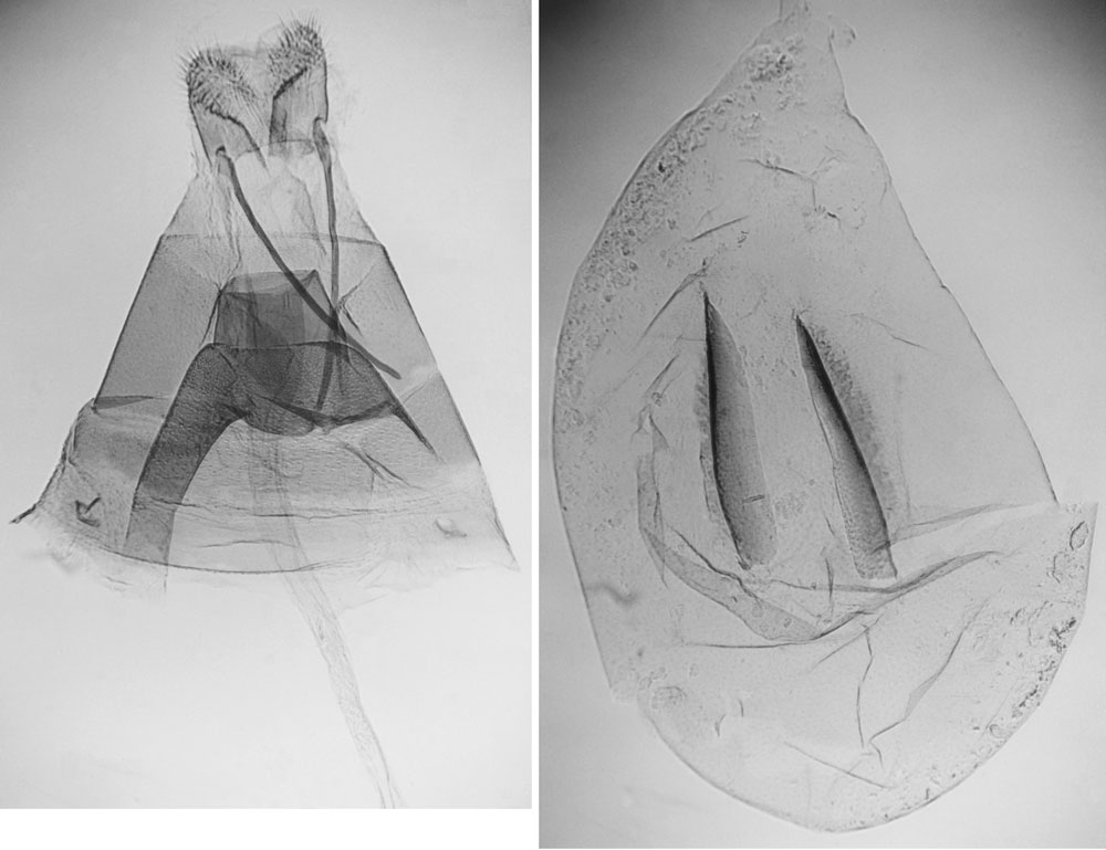/filer/webapps/moths/media/images/P/phlyctaenias_Marasmarcha_GFPLT_BMNH_4423.jpg