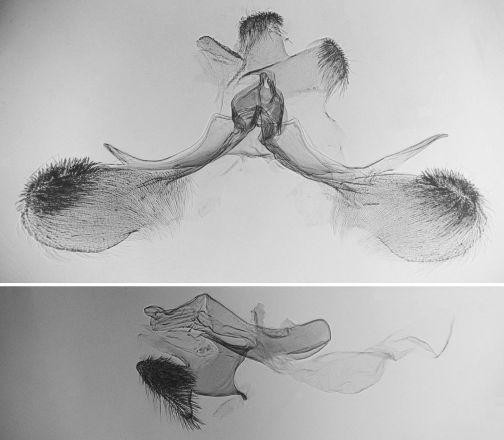 /filer/webapps/moths/media/images/P/phlyctaenias_Marasmarcha_GMLT_BMNH_4422.jpg