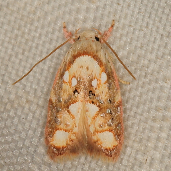 /filer/webapps/moths/media/images/P/phlyctidopa_Isocrita_A_Heyns_01.JPG