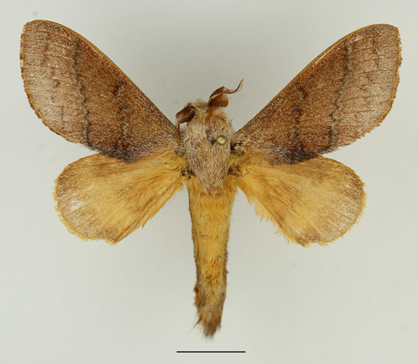 /filer/webapps/moths/media/images/P/phocea_Cleopatrina_AM_Basquin_01.jpg