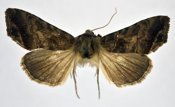 /filer/webapps/moths/media/images/P/phocea_Ctenoplusia_AF_NHMO.jpg