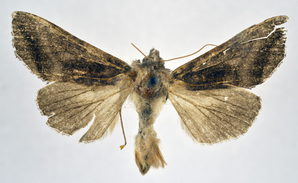 /filer/webapps/moths/media/images/P/phocea_Ctenoplusia_AM_NHMO.jpg
