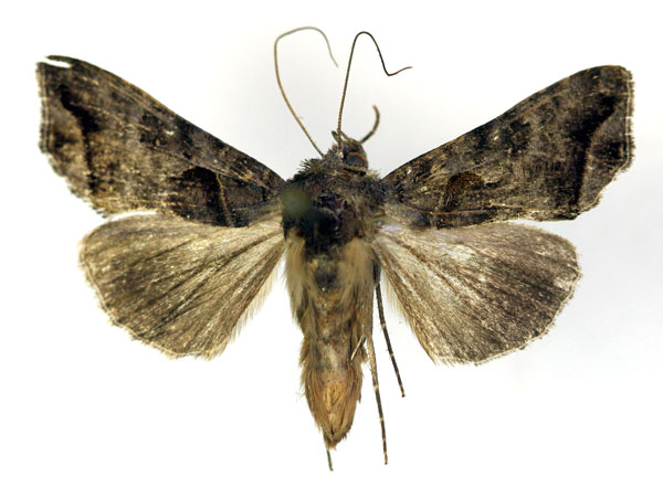 /filer/webapps/moths/media/images/P/phocea_Ctenoplusia_AM_RMCA.jpg