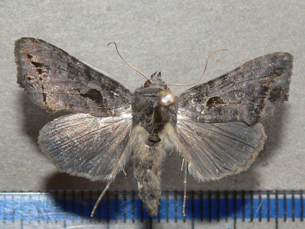 /filer/webapps/moths/media/images/P/phocea_Ctenoplusia_A_Goff_01.jpg