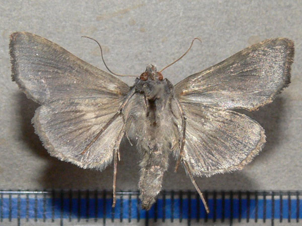 /filer/webapps/moths/media/images/P/phocea_Ctenoplusia_A_Goff_02.jpg