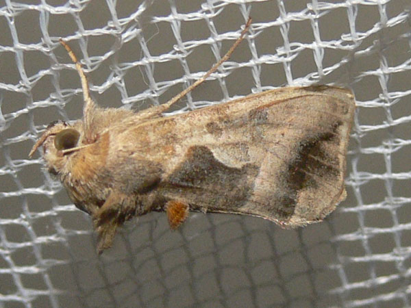 /filer/webapps/moths/media/images/P/phocea_Ctenoplusia_A_Goff_03.jpg